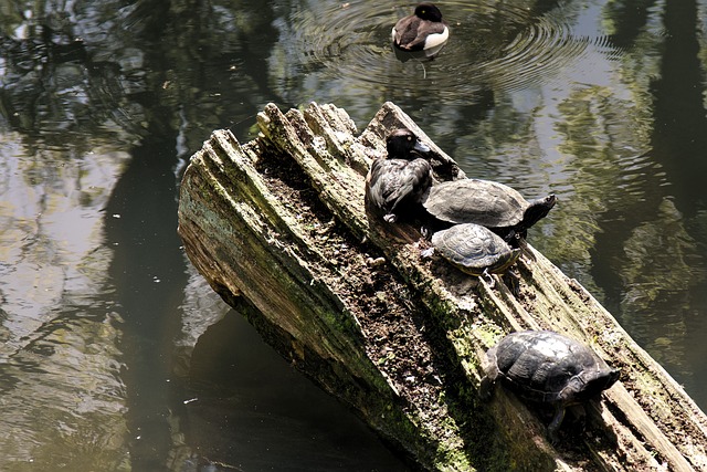 Free Turtle Water photo and picture