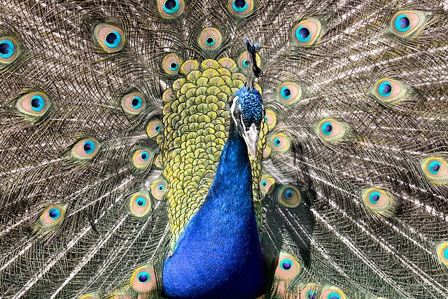 Free Peacock Feather photo and picture