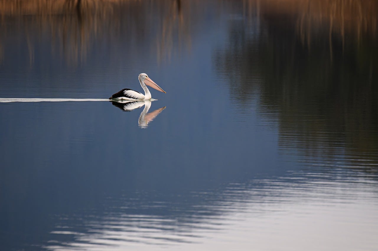 Australian Pelican - free online jigsaw puzzle photo