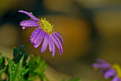 Blauwe Margriet, Bloem, Macro Fotografie
