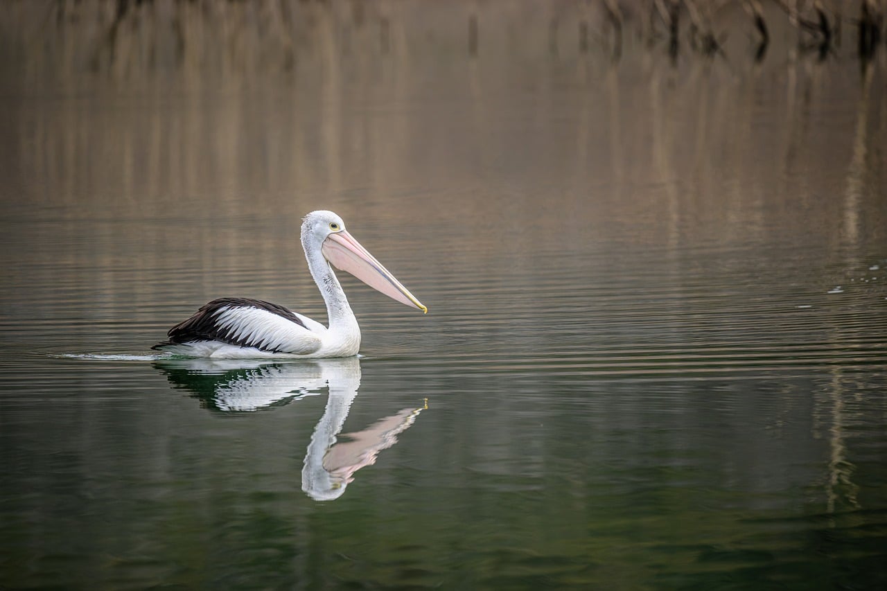 Australian Pelican - free online jigsaw puzzle photo