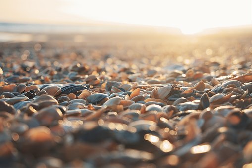 Free Seashells Beach photo and picture