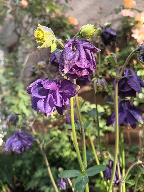 Free Flowers Garden photo and picture