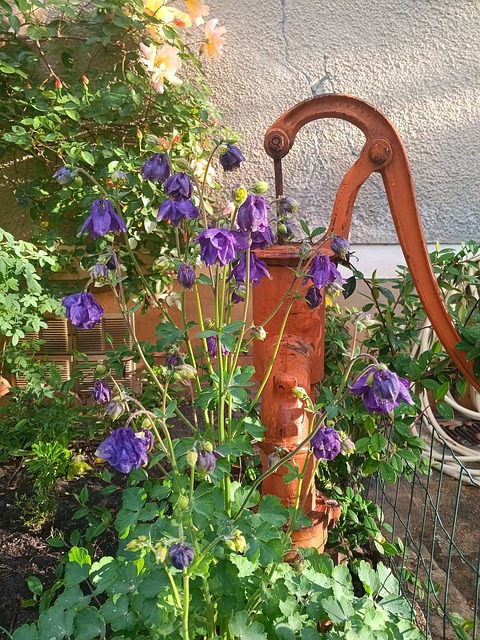 Free Violet Flower Garden Pump photo and picture