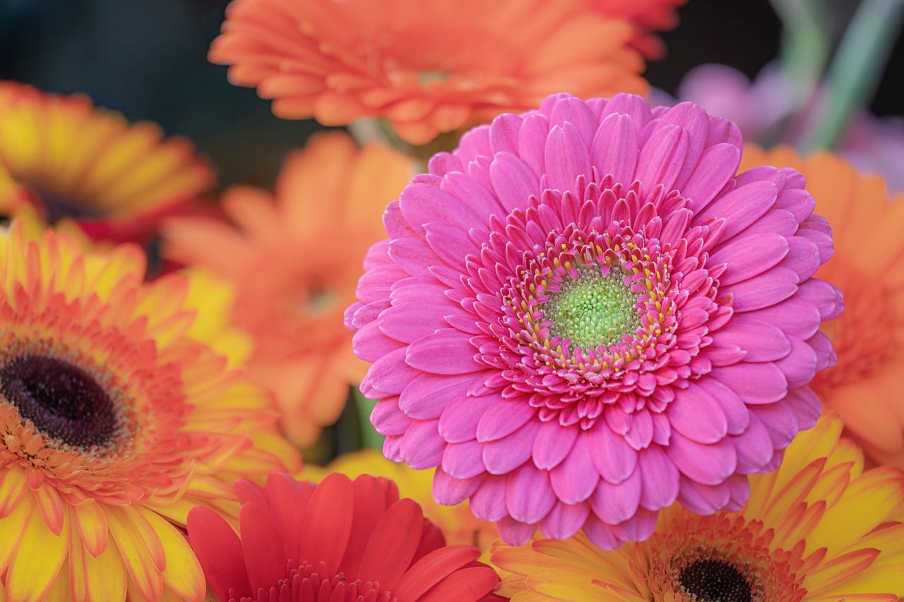 非洲菊 粉红色的花 花 - Pixabay上的免费照片