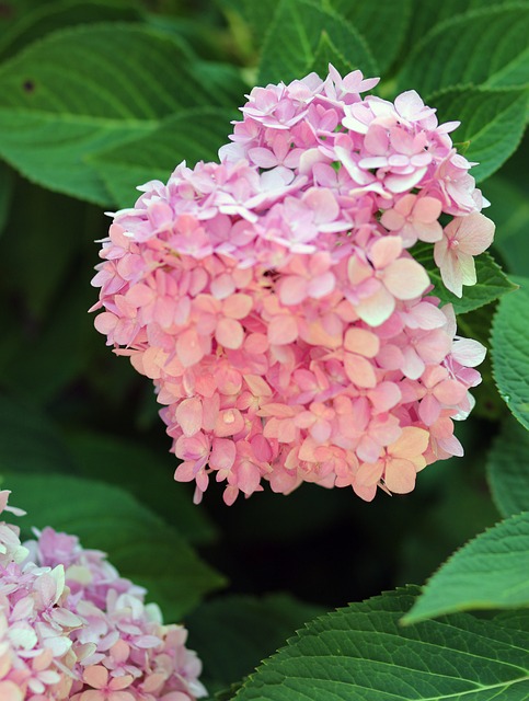 Free Hydrangea Pink illustration and picture