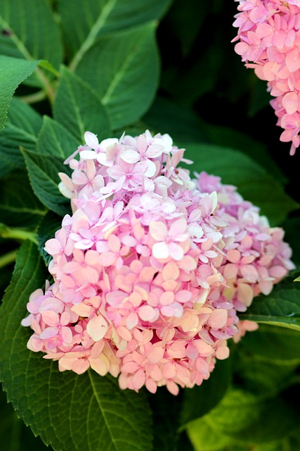 Free Hydrangea Pink Flowers photo and picture