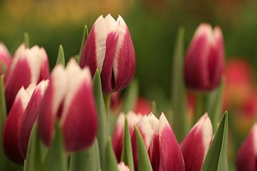 Tulipanes, Tulipanes Rosados