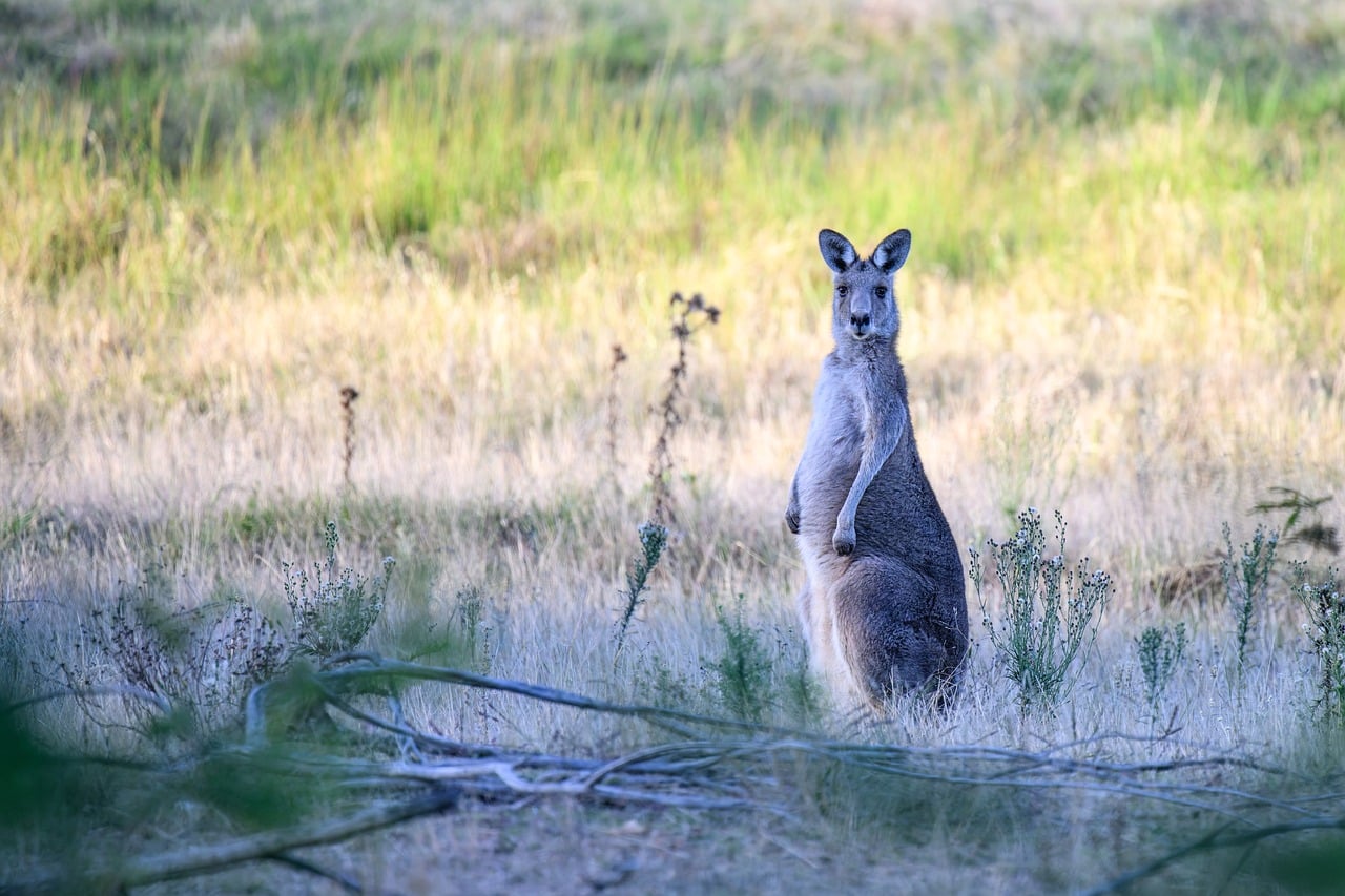 Eastern Grey Kangaroo - free online jigsaw puzzle photo