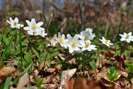 Anemone, Skov, Hvidtoppet, Blomst, Forår