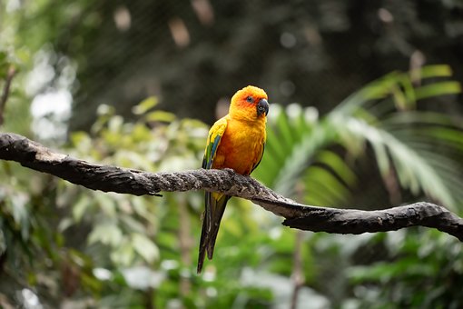 Free Bird Parrot photo and picture