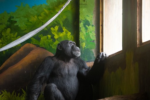 Free Chimpanzee Animal Enclosure photo and picture