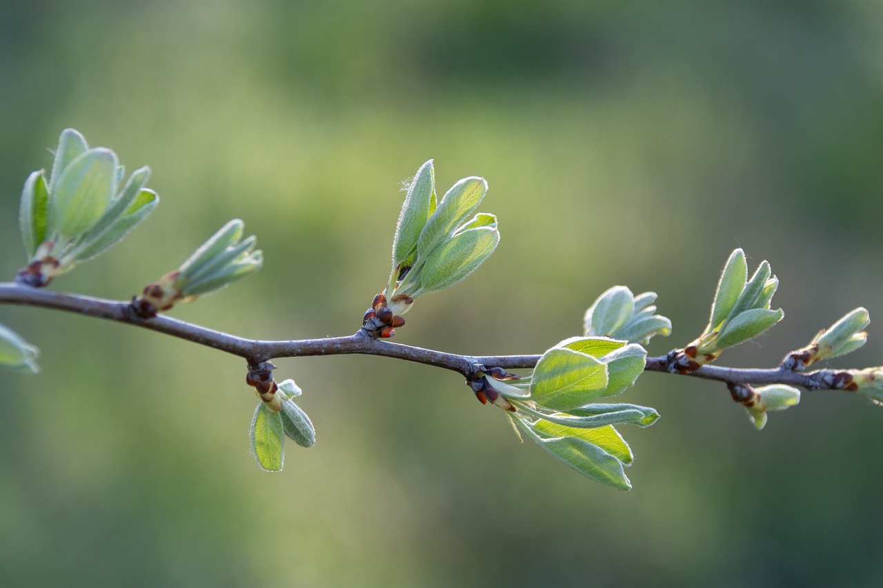 Spring Branch Leaves - Free photo on Pixabay