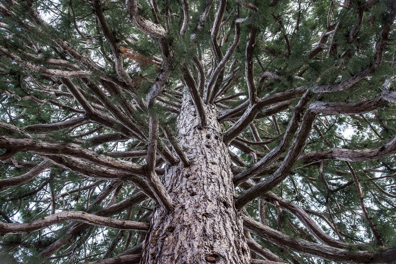 7.000+ kostenlose Sequoia-Kaktus und Kaktus-Bilder - Pixabay