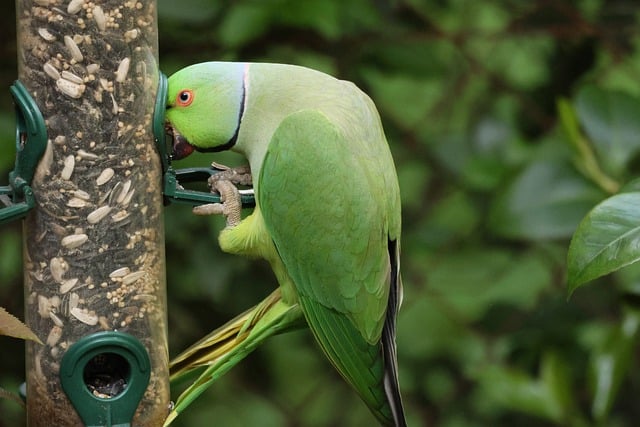 Free Parrot Feeder photo and picture