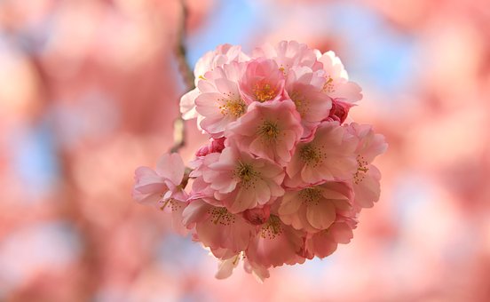 Free Cherry Blossom 4K Wallpaper 1920X1080 photo and picture