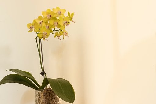 Orkidé, Gul, Blomst, Potteplante