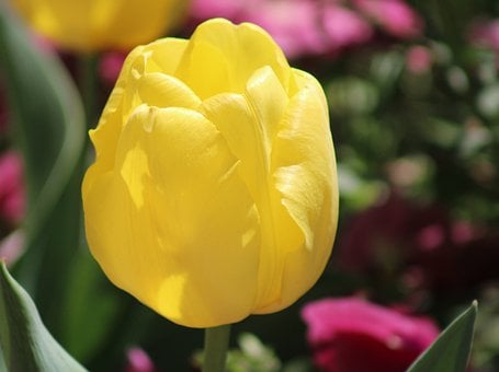 Free Tulip Yellow photo and picture