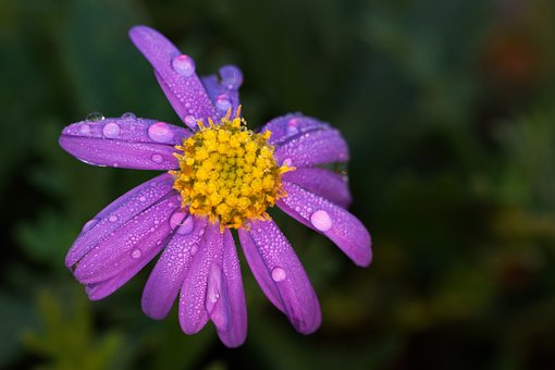 Blauwe Margriet, Bloem, Natuur, Dauw