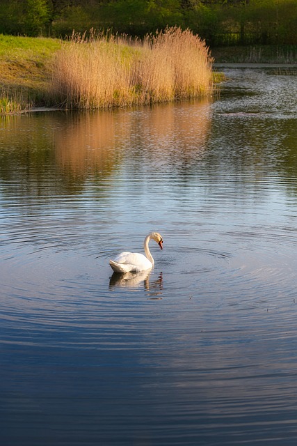 Labuť, Jezero, Trstina, Odraz, Příroda