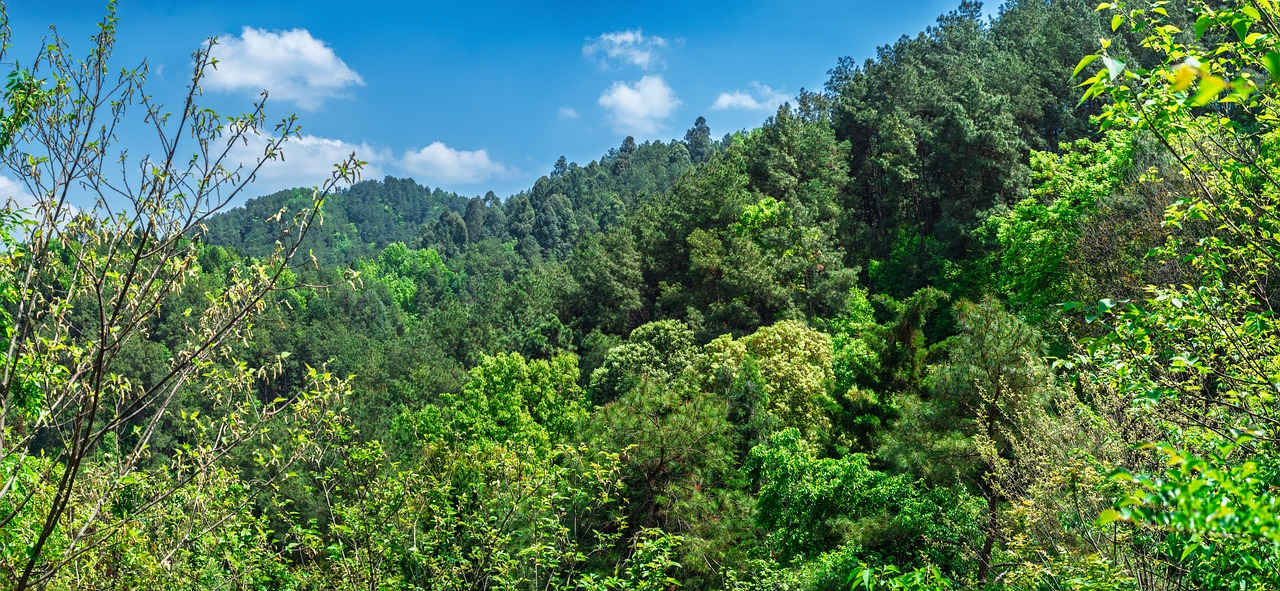 Download free HD stock image of Forest Trees Free Forest Trees photo and picture