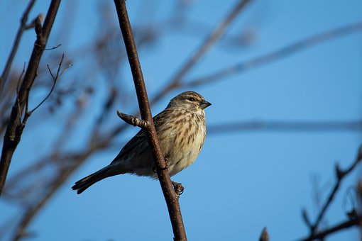 Ptak, Gałęzie, Błękitne Niebo, Natura