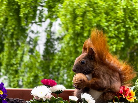 Free Nature Animal photo and picture