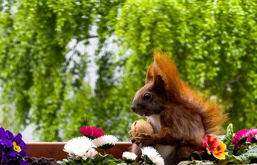 Free Squirrel Nature photo and picture