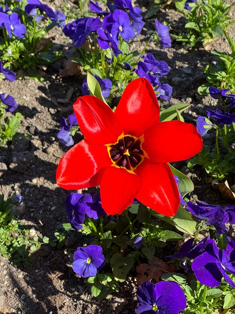 Free Red Tulip Spring Bloom photo and picture