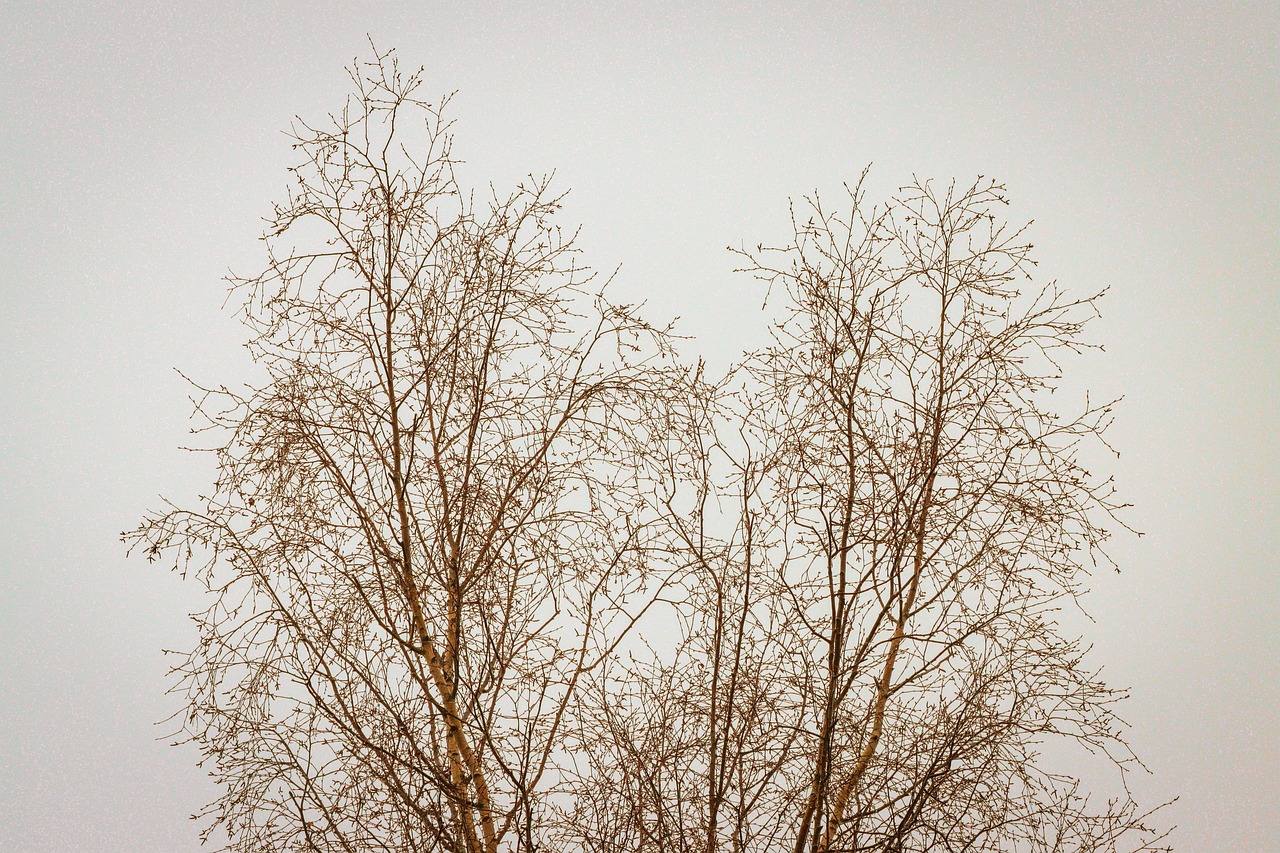 Download free HD stock image of Tree Branches Winter Landscape Free Tree Branches Winter Landscape photo and picture