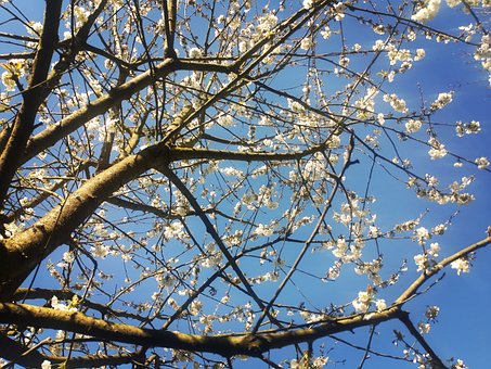 Kirschblüten, Baum, Frühling