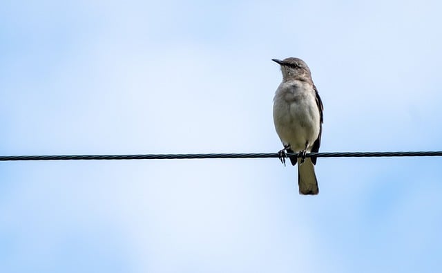 Free Bird Wire photo and picture