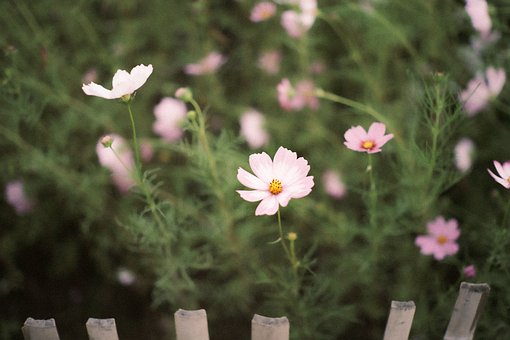 Free Flower Nature photo and picture