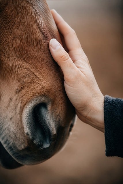 Free Horse Hand illustration and picture