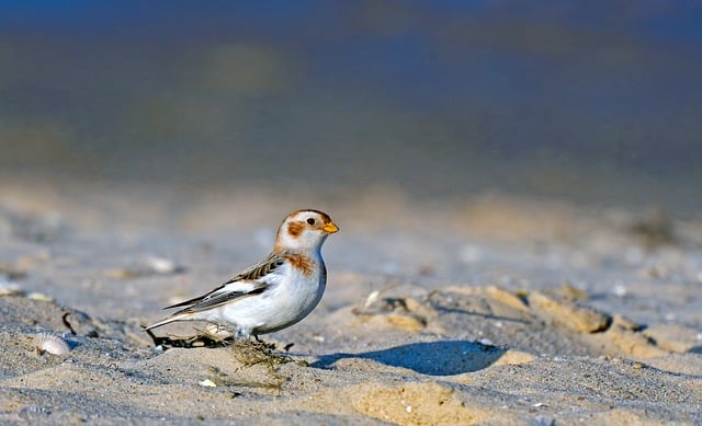 Free Snow Bunting Bird photo and picture