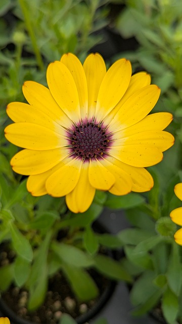 Květina, Calendula, Žlutý, Květenství