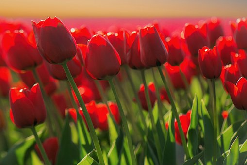 Free Tulip Red Flower photo and picture