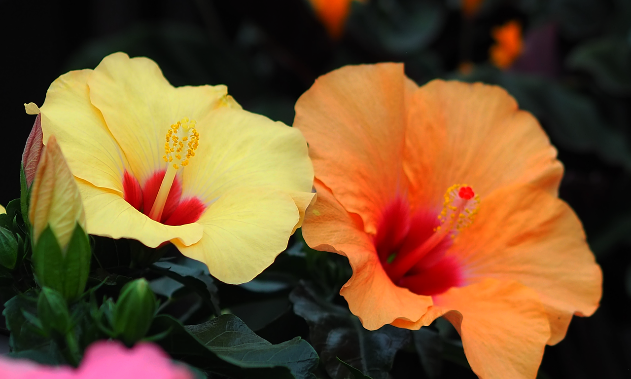 Hibiscus Flower Gardening - Free photo on Pixabay