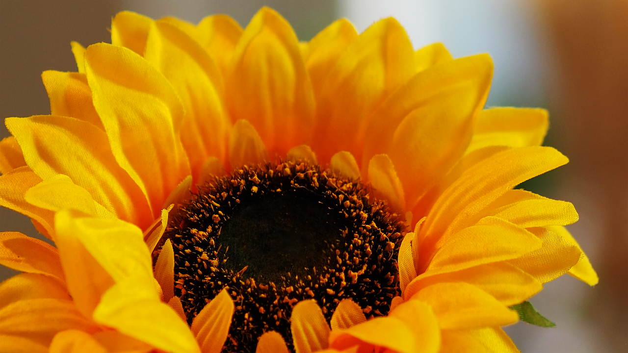 Sunflower Yellow Flower Close-Up - Free photo on Pixabay