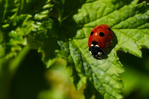 Lieveheersbeestje, Insect, Kever, Natuur