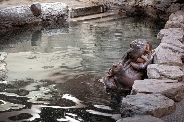 Free Hippopotamus Mouth photo and picture