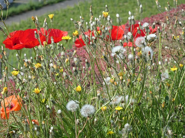 Free Nature Poppy photo and picture