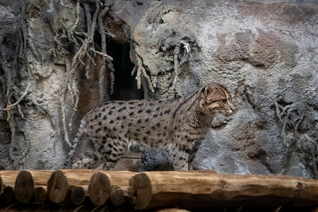 Free Cat Fishing Cat photo and picture