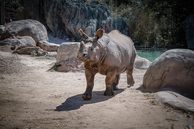 Free Rhino Zoo photo and picture