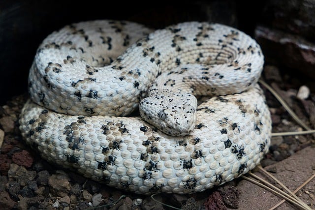Free Snake Reptile photo and picture