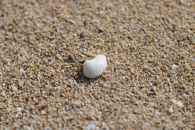 Strand, Sand, Muschel, Natur, Ozean