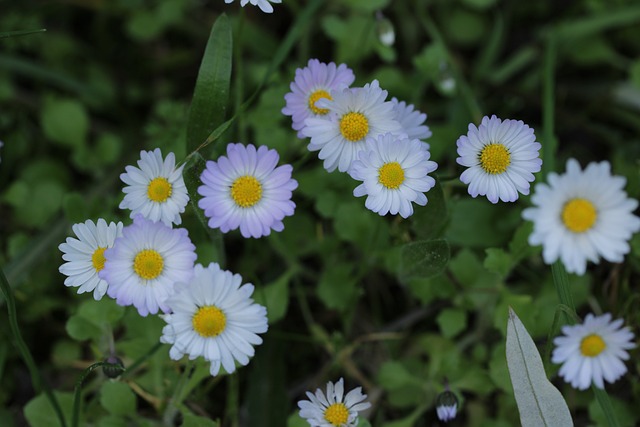 Margerite, Weiß, Lila, Gras, Blatt