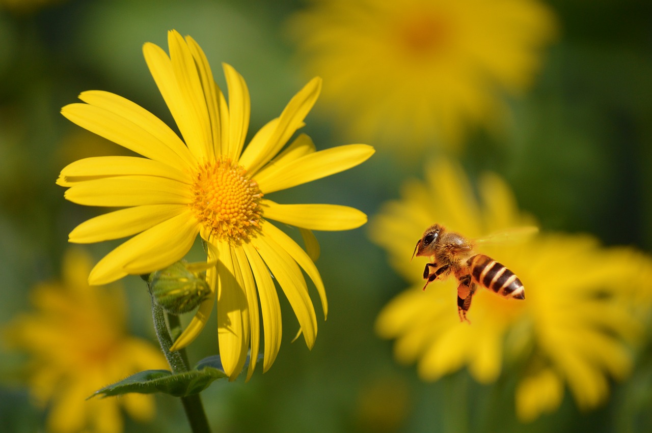 Bee Yellow Flower Nature - Free photo on Pixabay