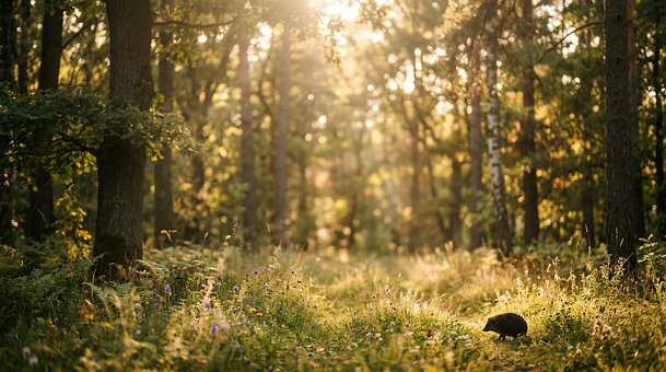 Wald, Igel, Natur, Sonnenlicht, Morgen