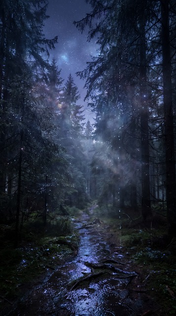 Wald, Nacht, Pfad, Bäume, Nebel, Sterne